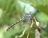 Onychogomphus uncatus
